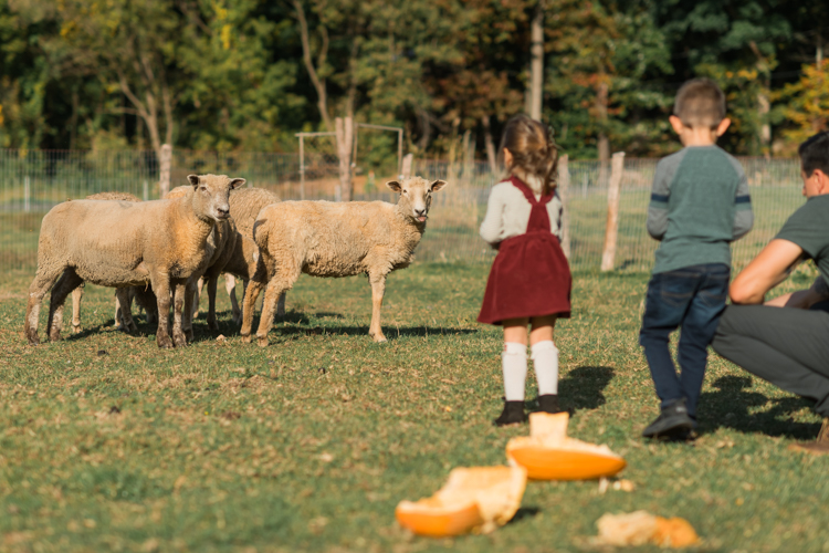 Fall is in full swing here in NJ, my first Fall Family session with Anna and Adam at their Farm House in Hackettstown NJ. Anna and Adam recently purchased their dream farm house on a 4 acres of land. This family of four now has chickens, ducks, birds, cats, a dog, sheep and plans to add many more to the list in the future. I had the honor of visiting Anna and Adam and their two beautiful children at their Farm the other day. I got much need vitamin D walking around the property, enjoying the foliage, running around with their kids and meeting all the farm animals. I sincerely enjoy photographing families now because there are no dull moments with kids, every moment is perfect! Fall family session at Anna and Adam’s Farm at Hackettstown NJ photographed by Karis from HeyKaris.